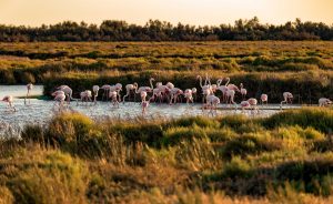 eau flamands roses