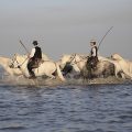 gardiens chevaux